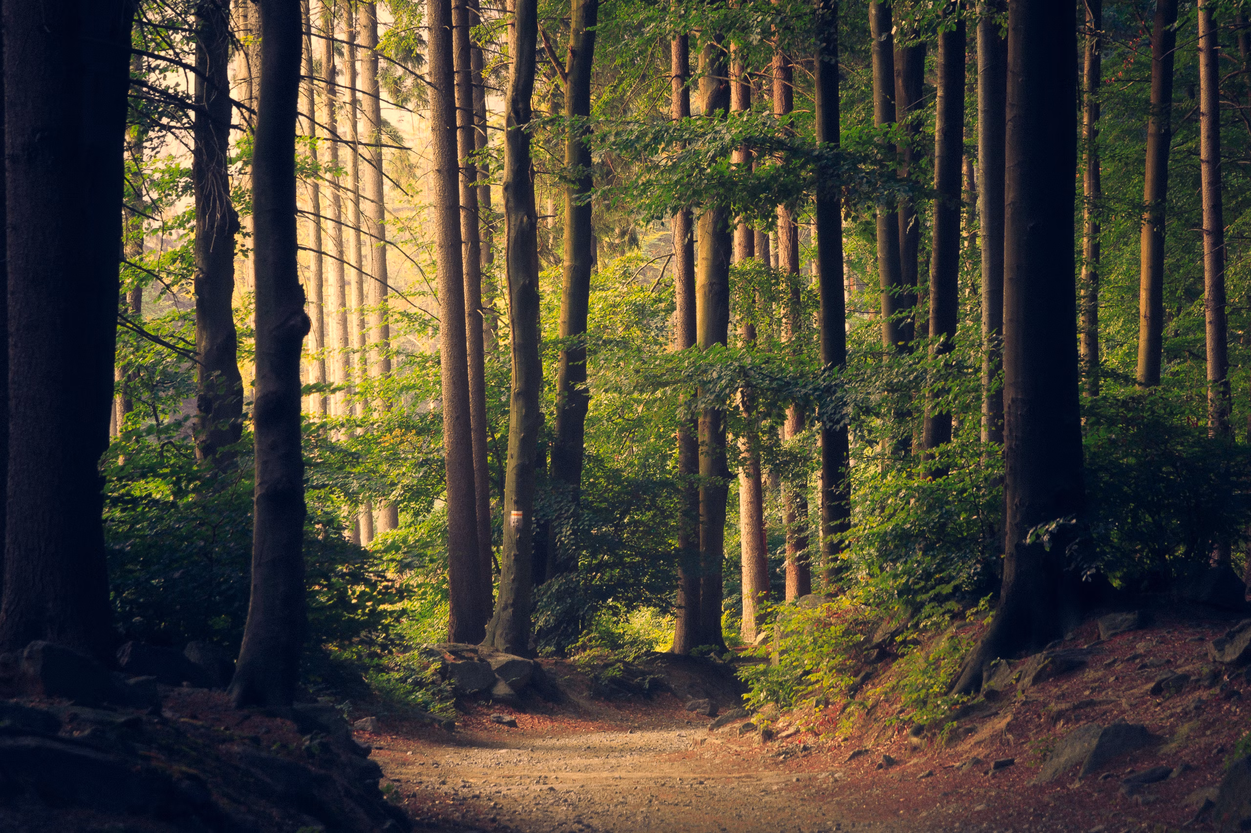 Alberta Forest Background